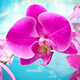 Image for article titled You've Been Buying an Undiscovered Species of Flower Since 2013